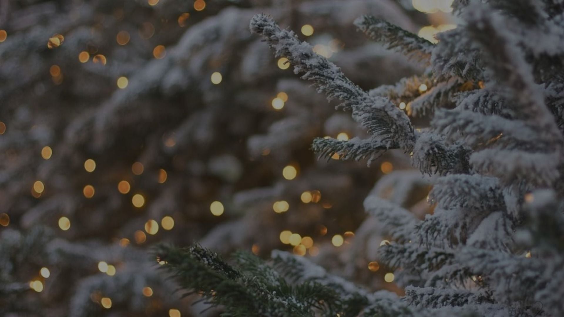 Decemberrabatt